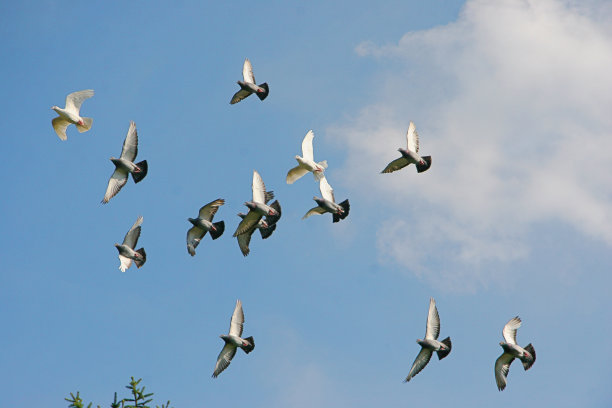 pigeon