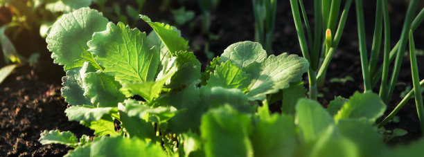 radishes