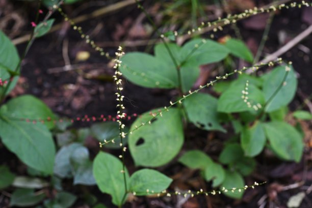 polygonum