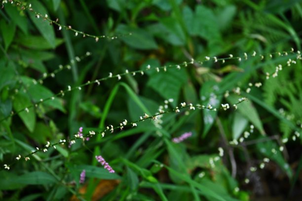 polygonum
