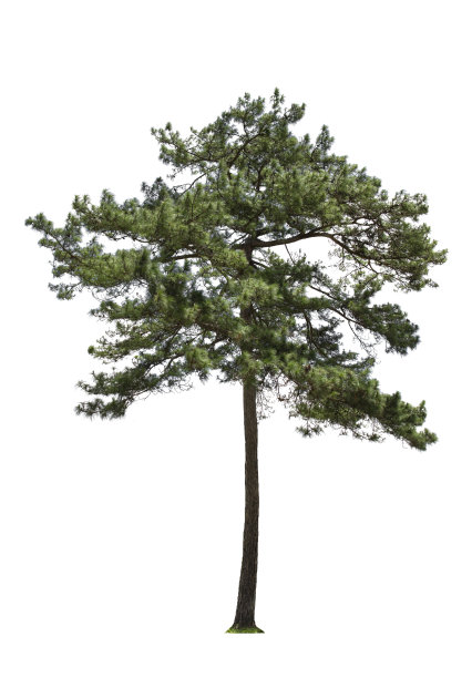 pinus