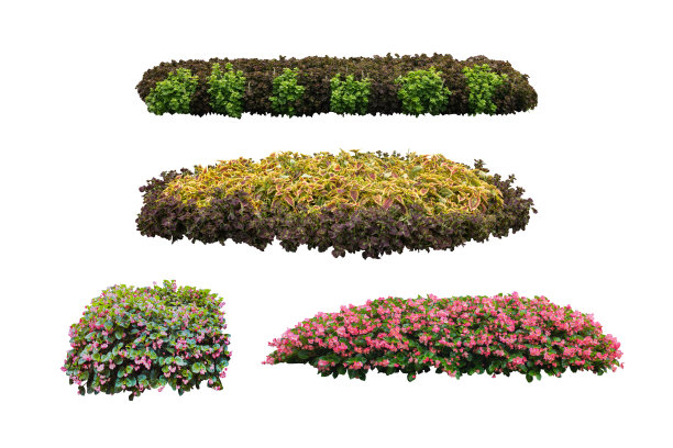 热带森林中的花朵，泰国