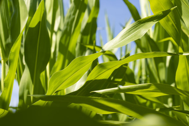maize