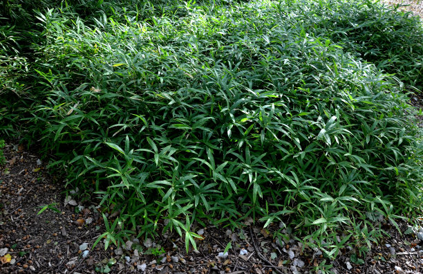 overgrown