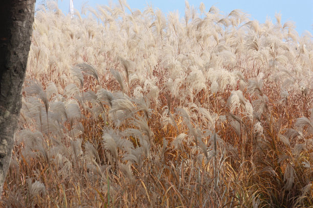 reed