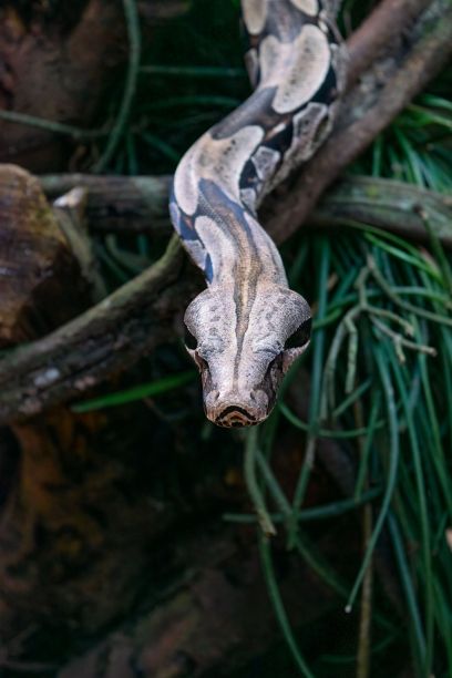 adders