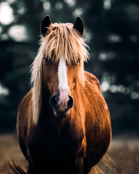 equus