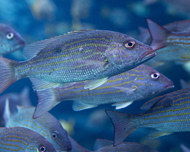 snapper