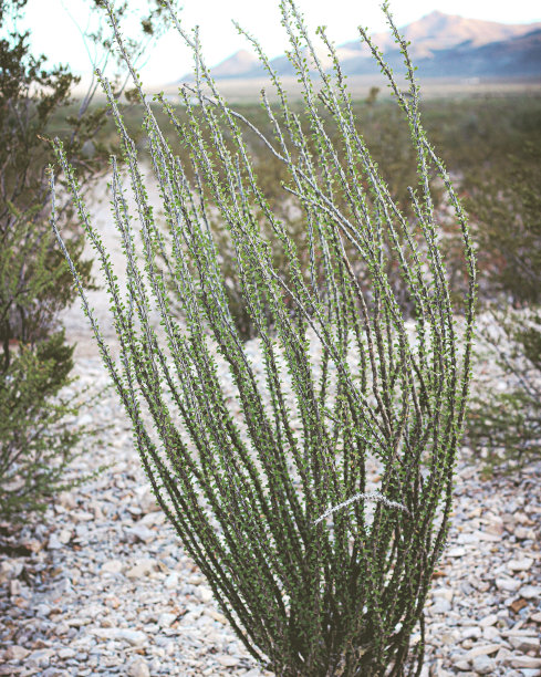 ocotillo