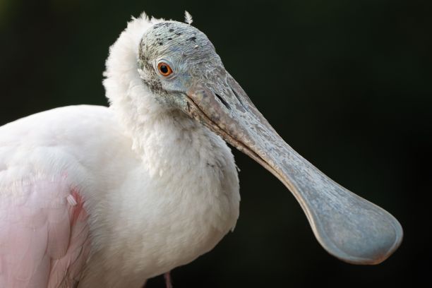 spoonbill