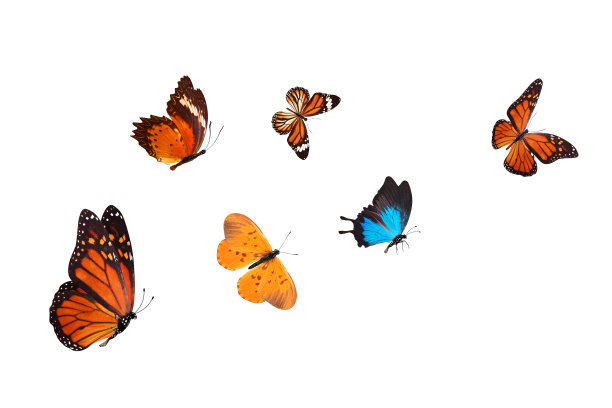 danaus