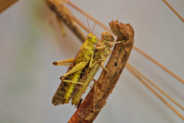 katydid