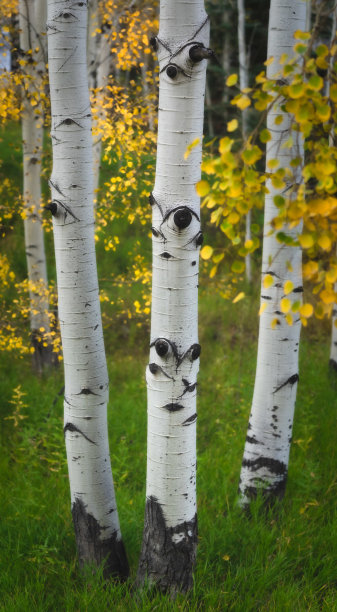 aspen