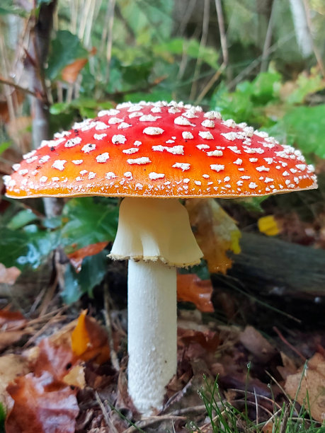 amanitaceae