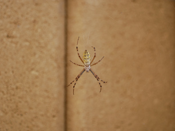 argiope