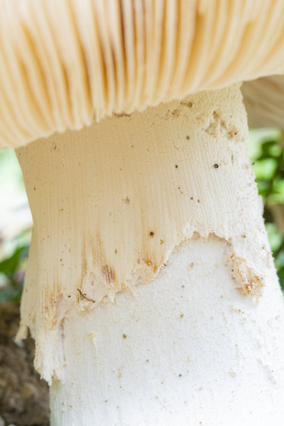 gills