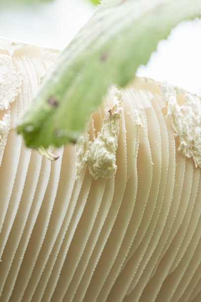 gills