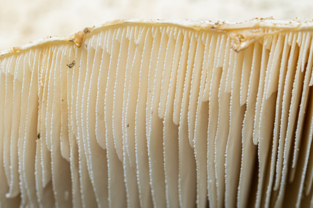 gills