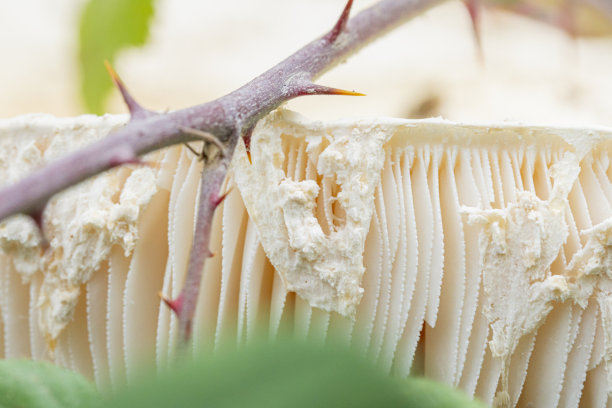 gills