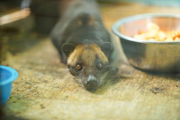 civet