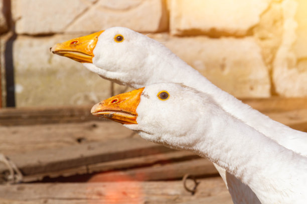goose