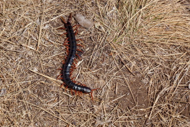 arthropod