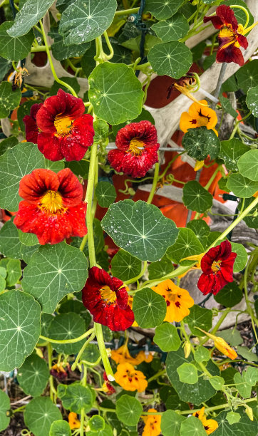 nasturtium