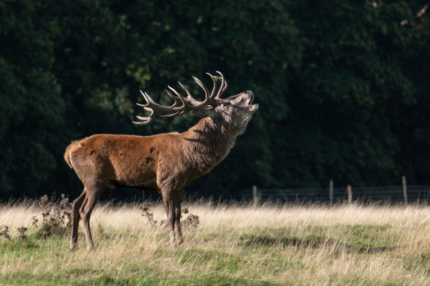 deer
