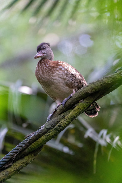 perched