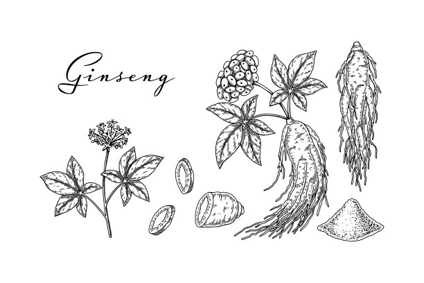 人参线条画
