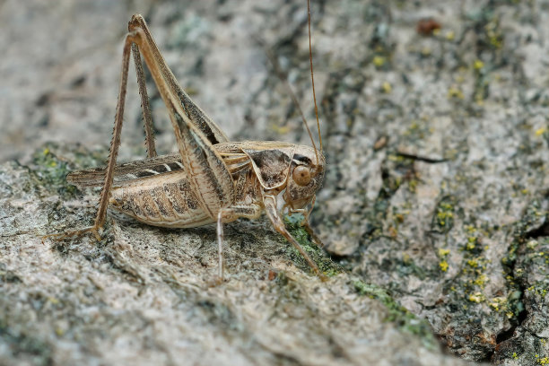 katydid