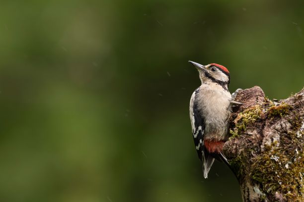 perched