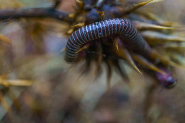 millipede
