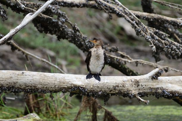 perched