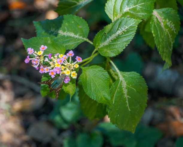 lantana