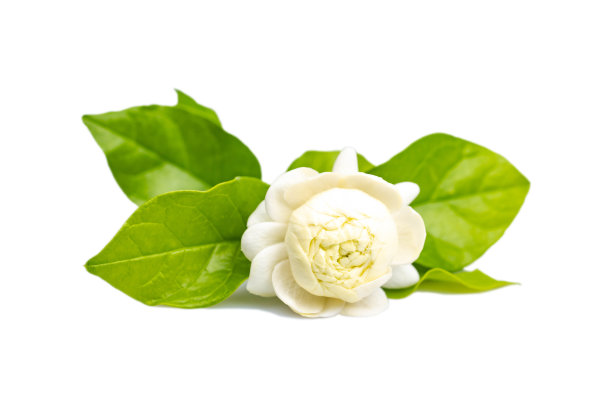 jasmine
