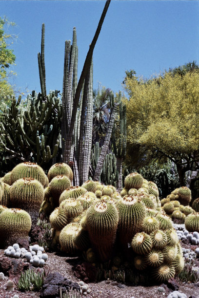 ocotillo