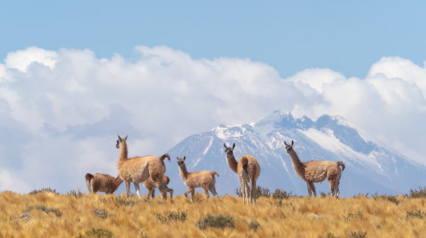 chile