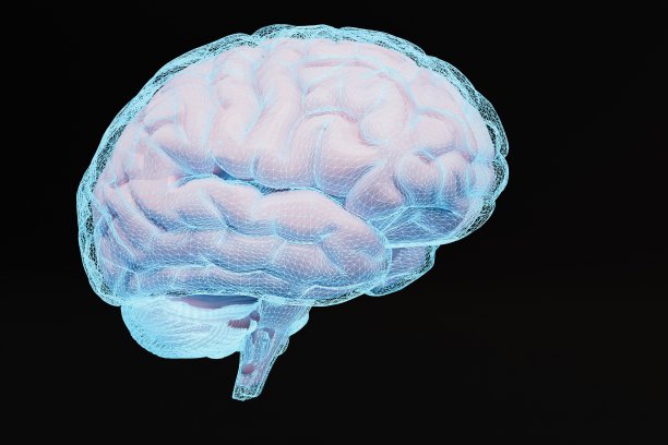 cerebrum