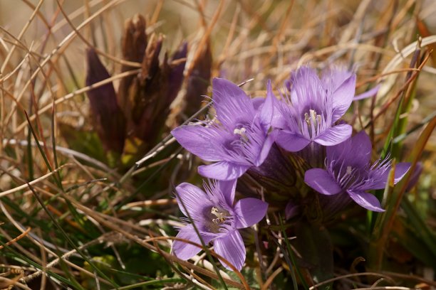 gentian