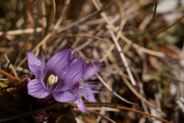gentian