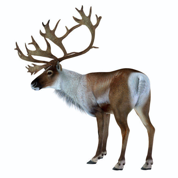 reindeer