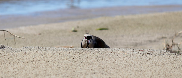 charadriiformes