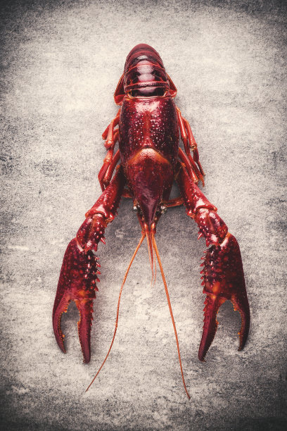 mudbugs