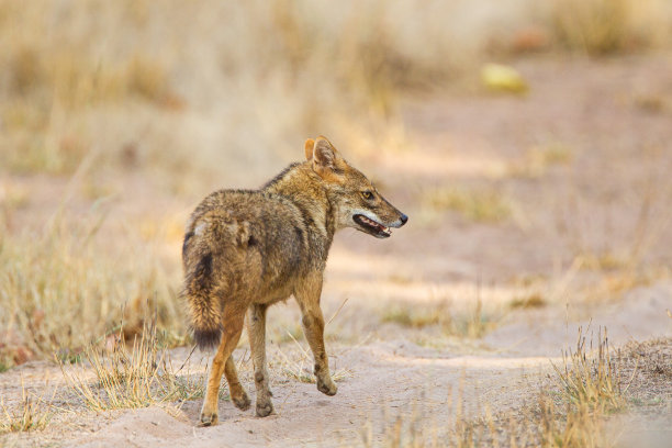 jackal