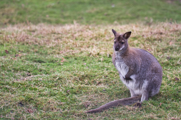 wallaroo