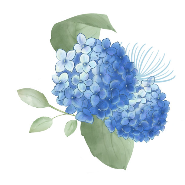 花蕾,八仙花属,嫩枝
