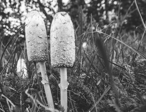 coprinus