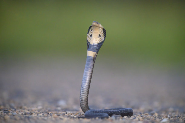 cobra