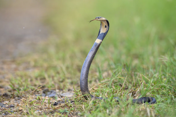 cobra